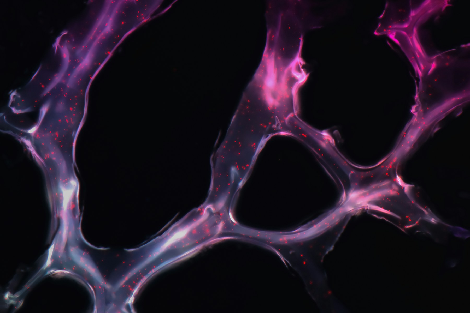 BPC-157 And Angiogenesis: One Lab Behind Most Of The Data
